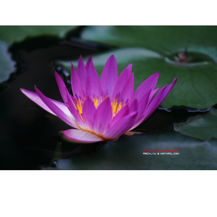 <em>夏姓女孩起名</em>-宝宝起名-猪八戒网